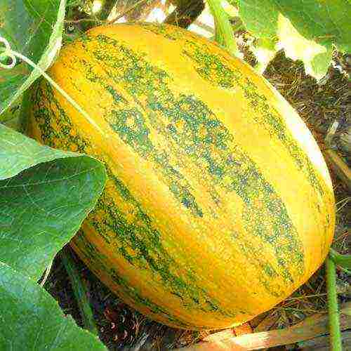 the best pumpkin varieties