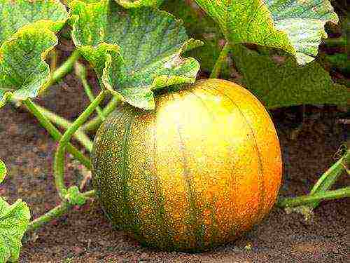 the best pumpkin varieties