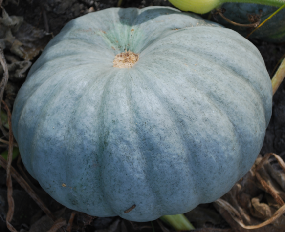 the best pumpkin varieties