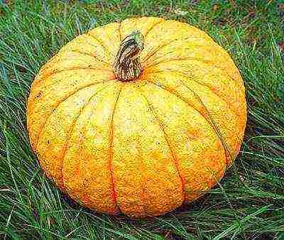 the best pumpkin varieties