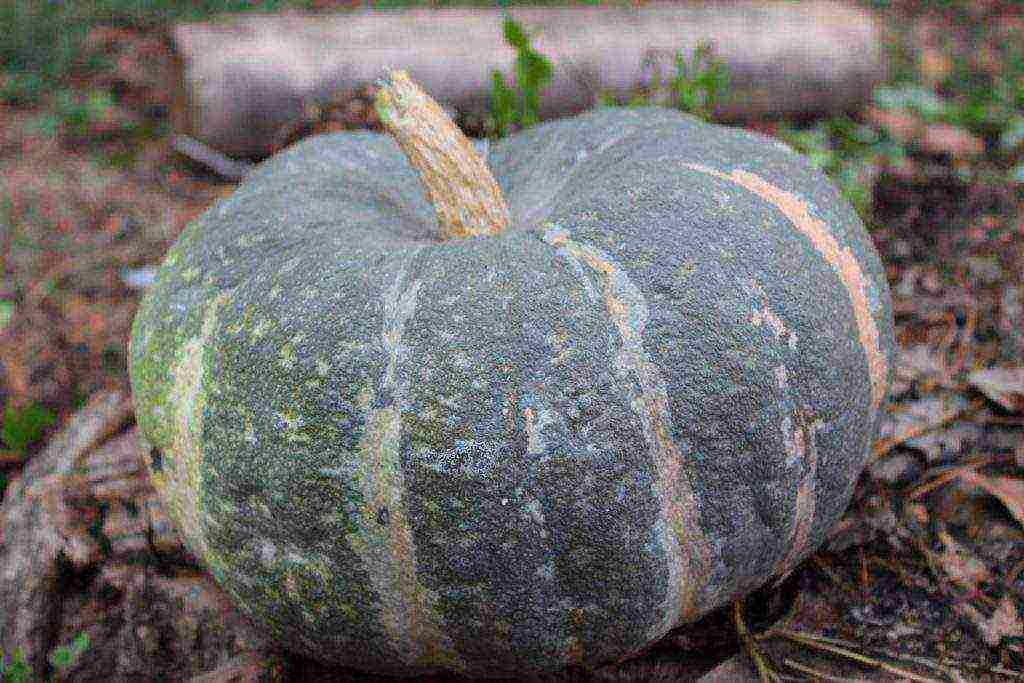 the best pumpkin varieties