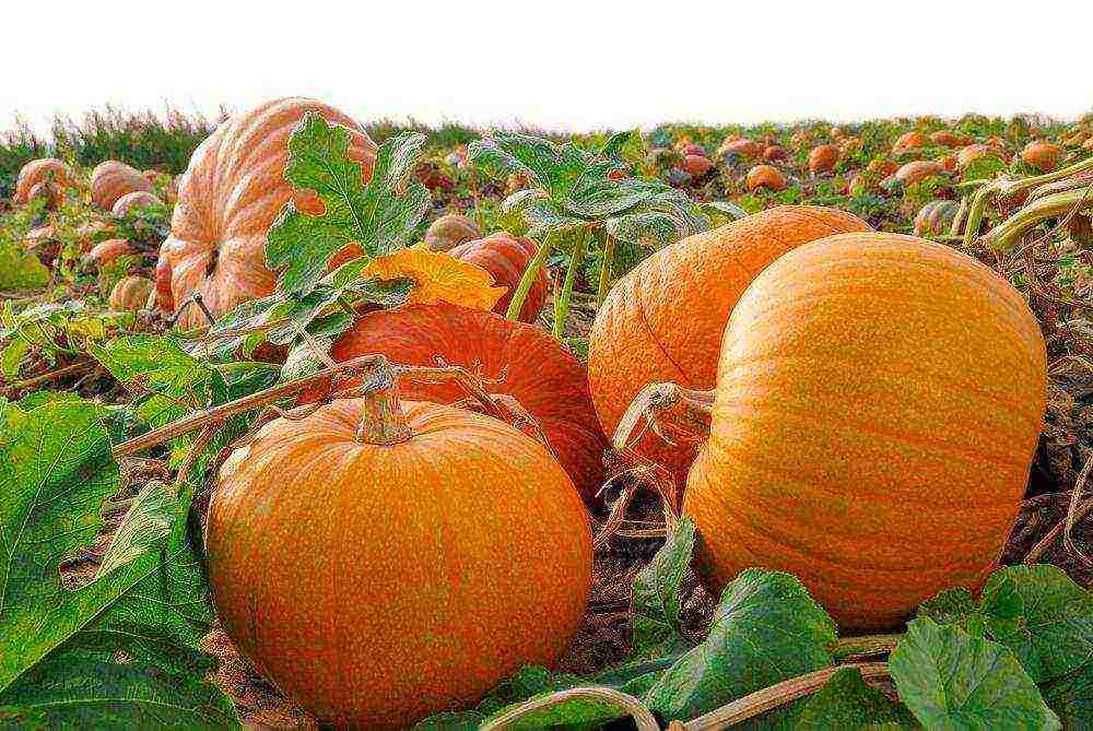 the best pumpkin varieties