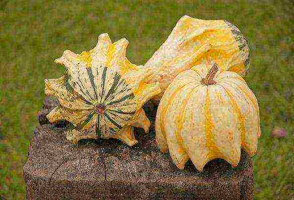 the best pumpkin varieties