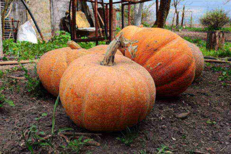 the best pumpkin varieties