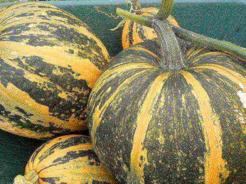 the best pumpkin varieties