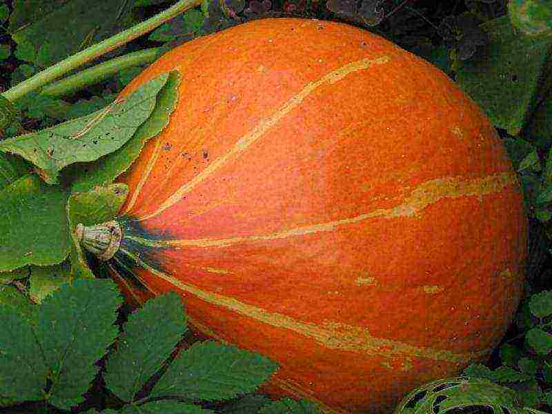 the best pumpkin varieties