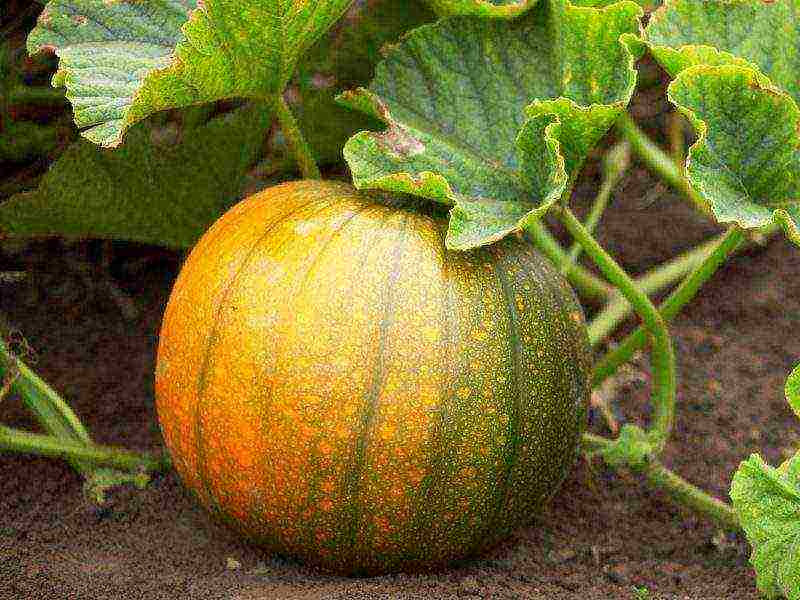 the best pumpkin varieties