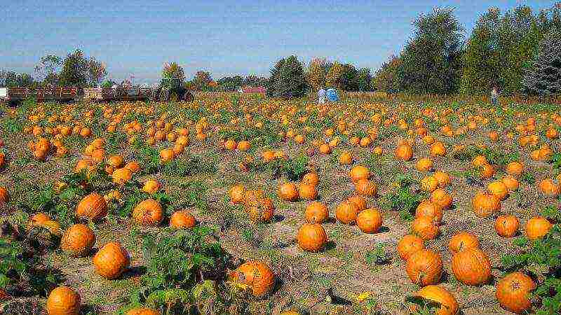 the best pumpkin varieties