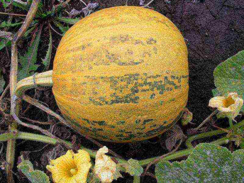 the best pumpkin varieties