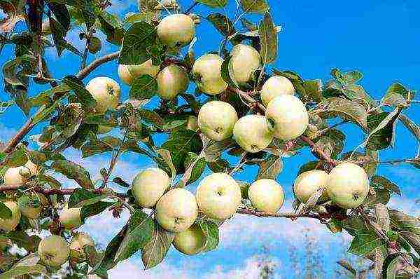 the best varieties of summer apple trees