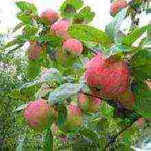 the best varieties of summer apple trees