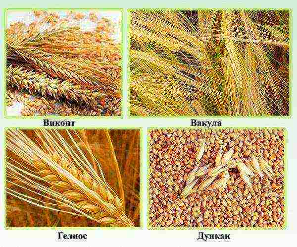 the best varieties of barley