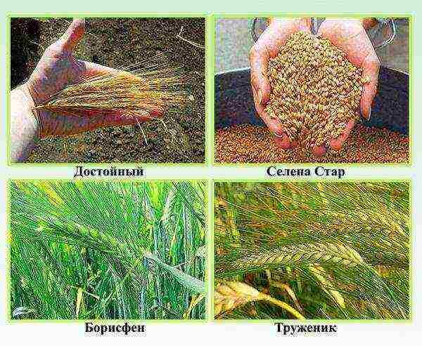 the best varieties of barley