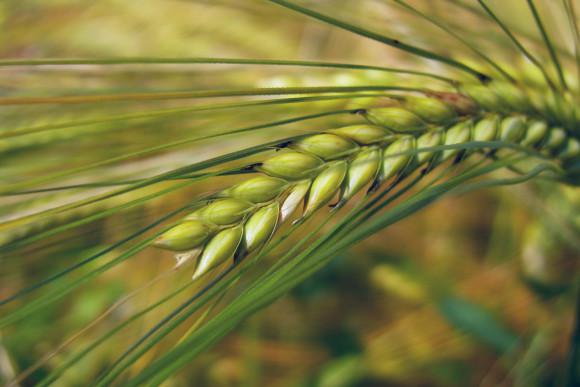 ang pinakamahusay na pagkakaiba-iba ng barley