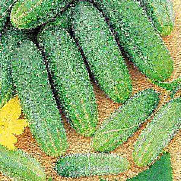 the best pickling varieties of cucumbers