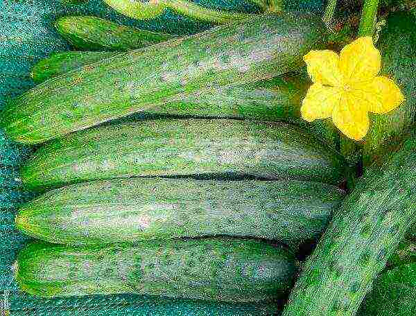 the best pickling varieties of cucumbers