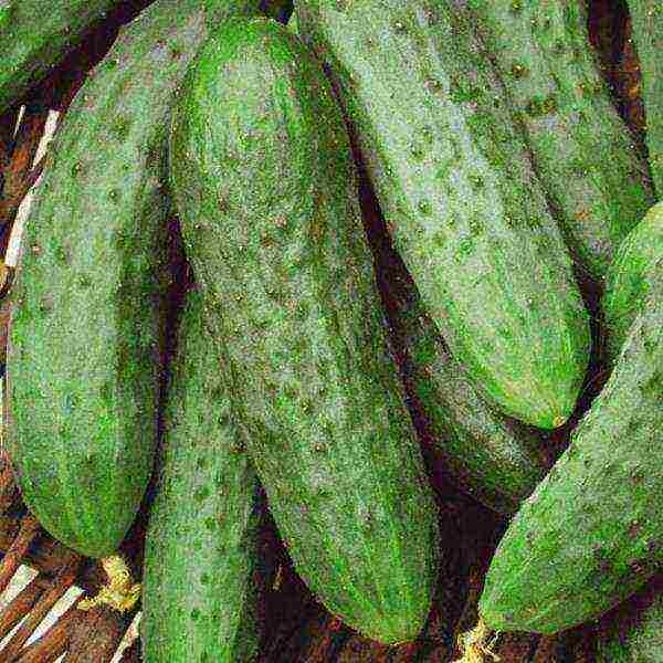 ang pinakamahusay na mga varieties ng pag-aatsara ng mga pipino