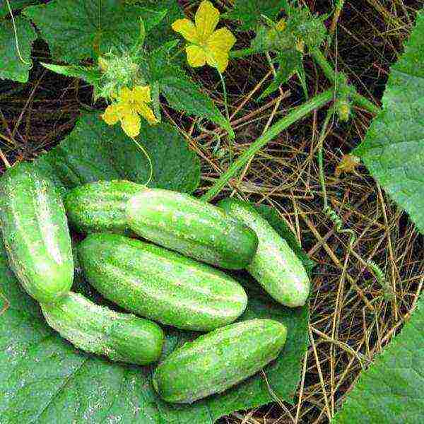 the best pickling varieties of cucumbers