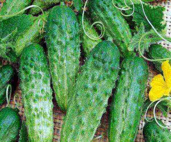 the best pickling varieties of cucumbers