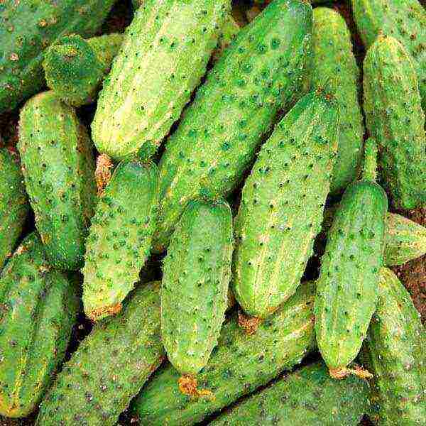 the best pickling varieties of cucumbers