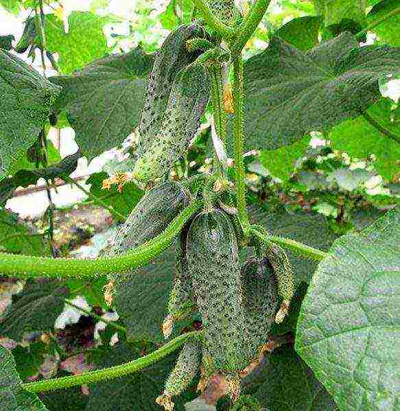 the best pickling varieties of cucumbers