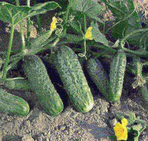 the best pickling varieties of cucumbers