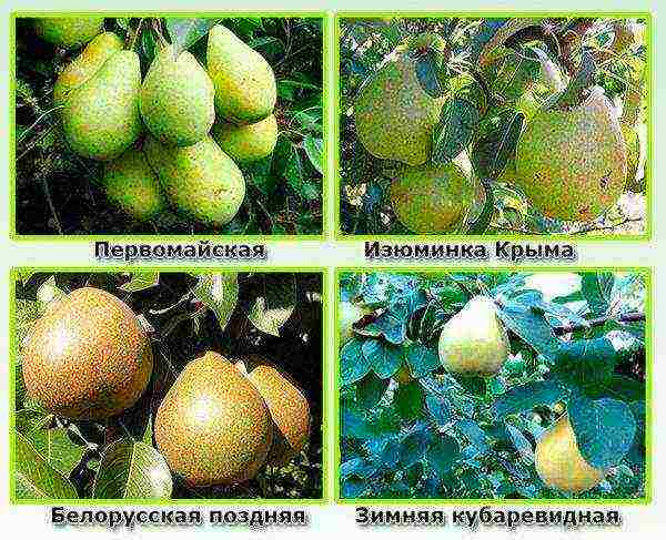 the best winter varieties of pears
