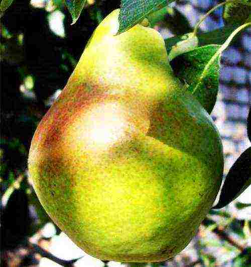 the best winter varieties of pears