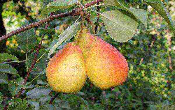 the best winter varieties of pears