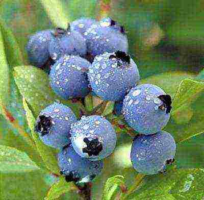 best blueberry