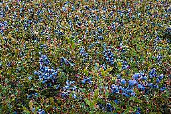 best blueberry