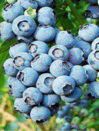 pinakamahusay na blueberry