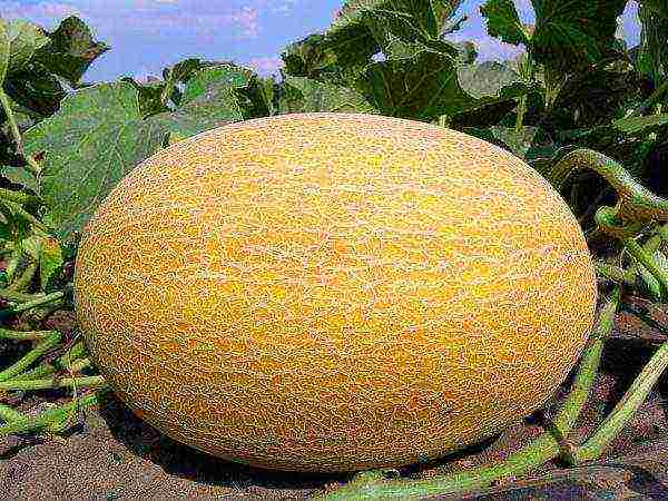 best melon