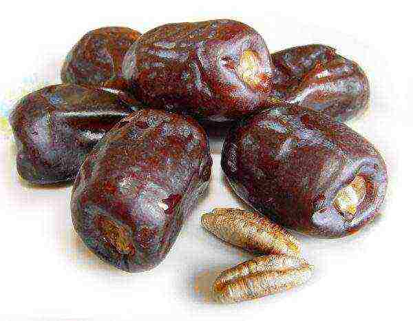 best grade of dates