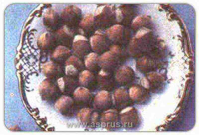 the best variety of hazelnuts