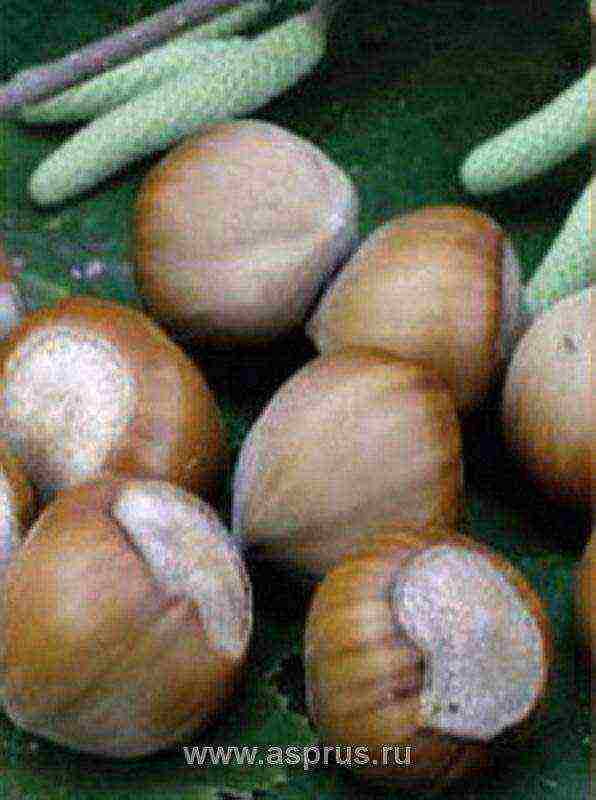 the best variety of hazelnuts