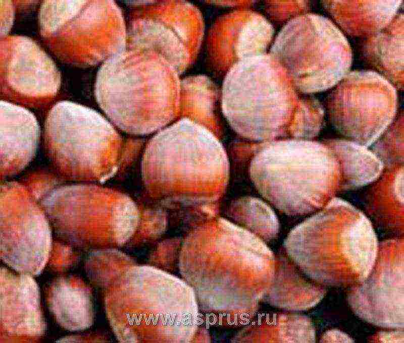 the best variety of hazelnuts