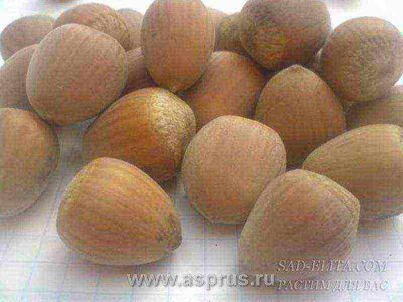 the best variety of hazelnuts