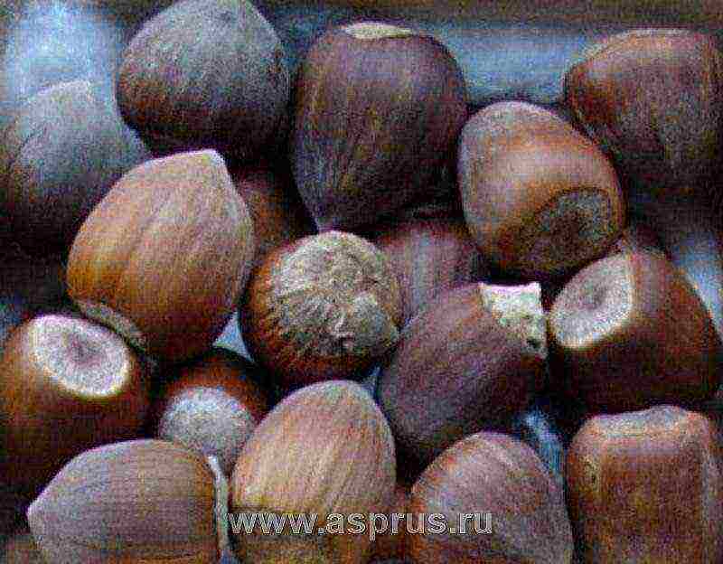 the best variety of hazelnuts