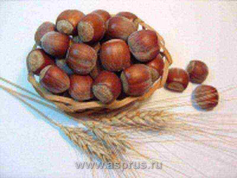 the best variety of hazelnuts