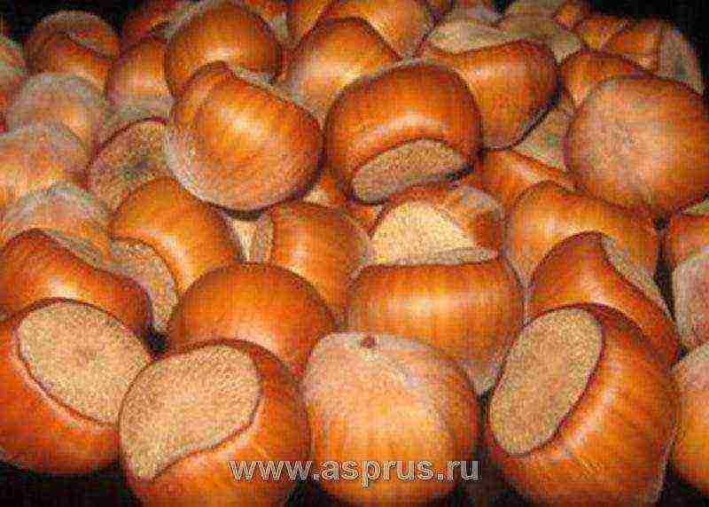 the best variety of hazelnuts