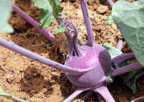 pinakamahusay na pagkakaiba-iba ng kohlrabi