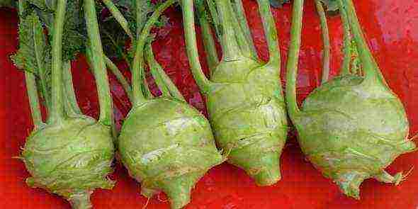 best kohlrabi variety