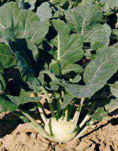 best kohlrabi variety