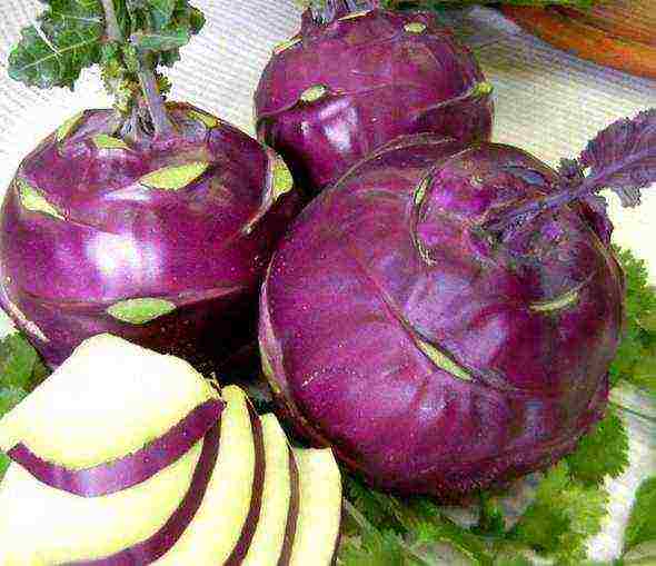 pinakamahusay na pagkakaiba-iba ng kohlrabi