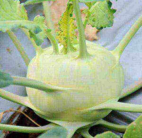 best kohlrabi variety