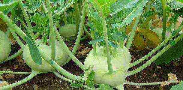 pinakamahusay na pagkakaiba-iba ng kohlrabi