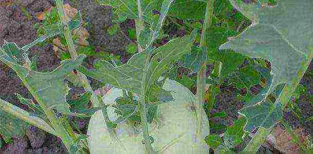 best kohlrabi variety