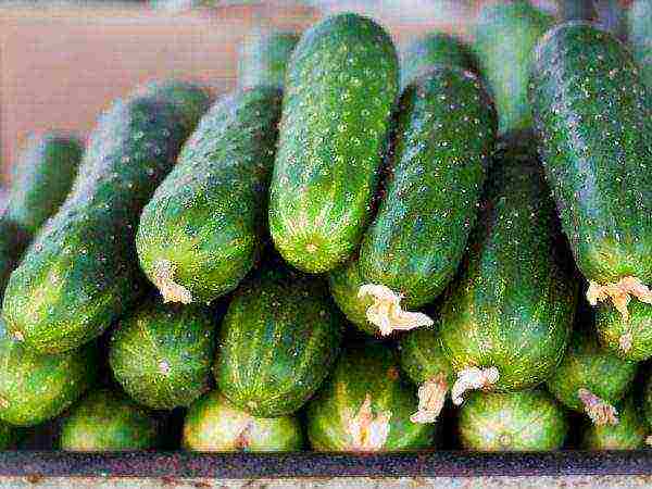 the best variety of gherkins