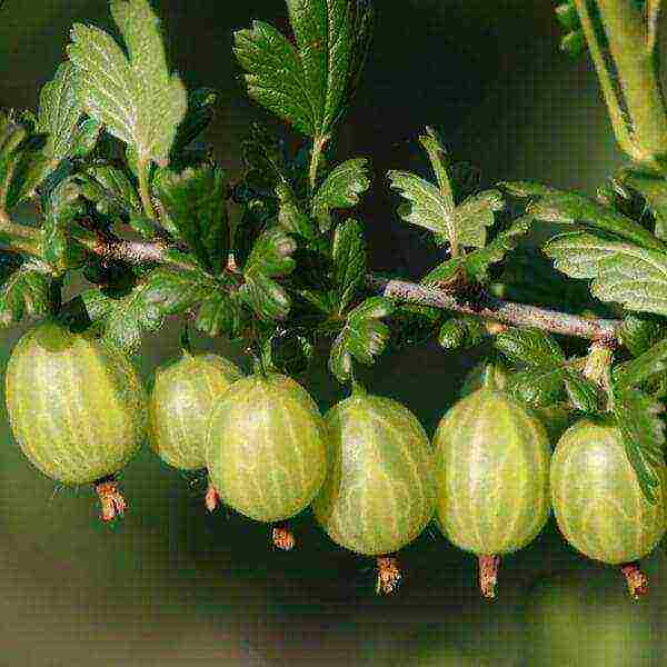 pinakamahusay na gooseberry